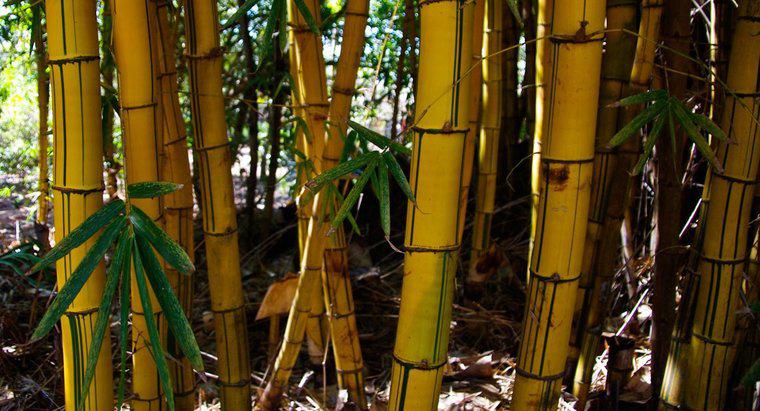 Por que os caules de bambu ficam amarelos?