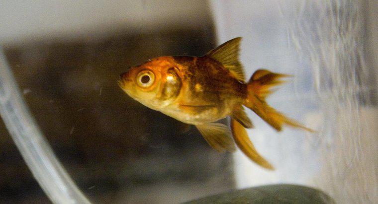 Com que idade os peixes dourados mudam de cor de preto para dourado?
