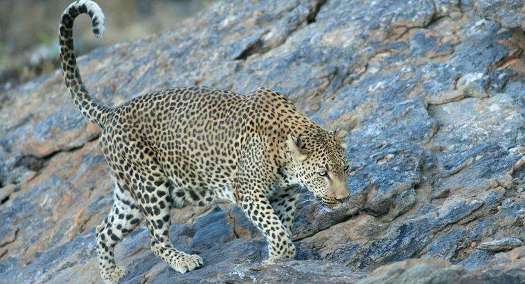 Qual é a velocidade máxima de um leopardo?