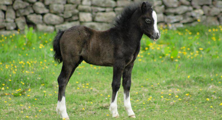 Pode um cavalo recém-nascido andar?