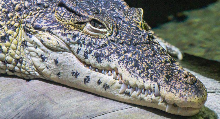 O que os crocodilos comem?