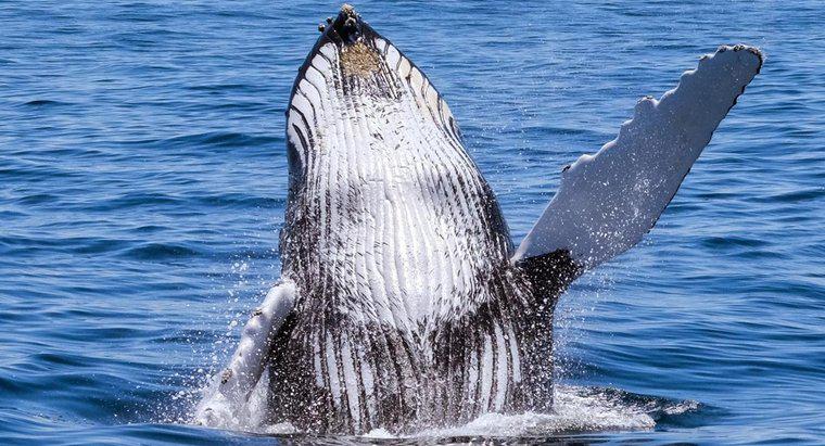 Quantas baleias restam no mundo?