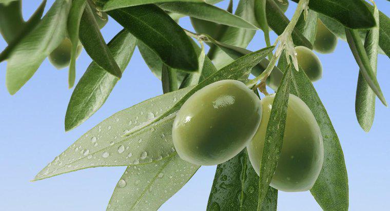 Quantas vezes você rega uma oliveira?