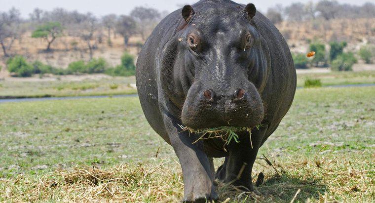 Qual é a aparência de um hipopótamo?