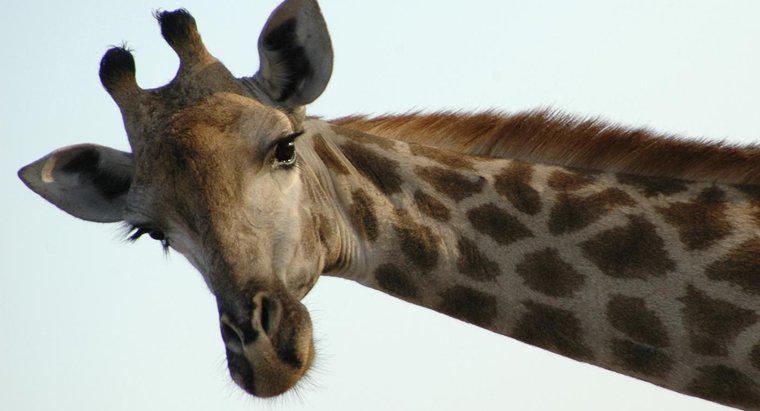 Por que as girafas têm chifres?