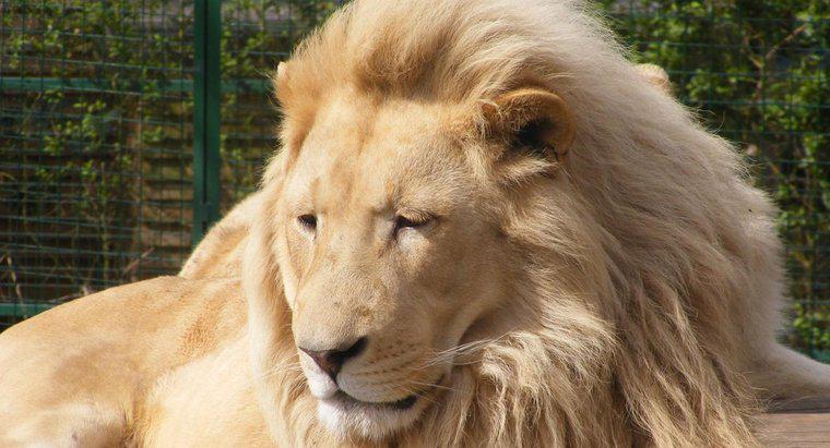 Por que os leões são chamados de rei da selva?