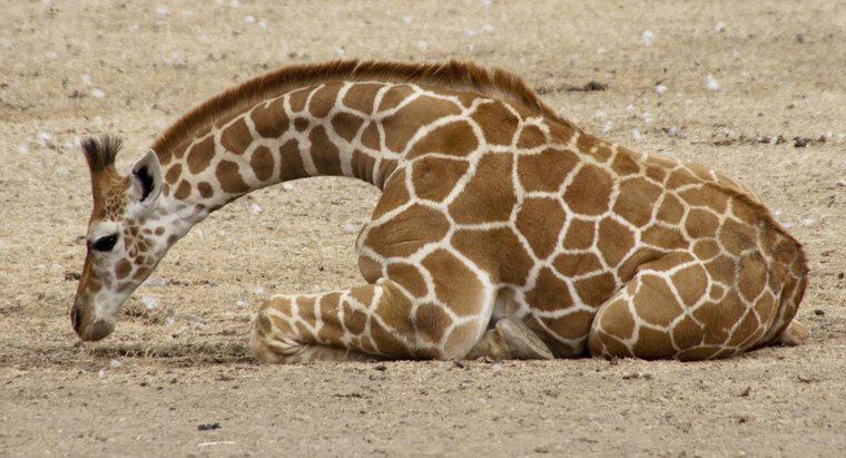 As girafas nunca se deitam?