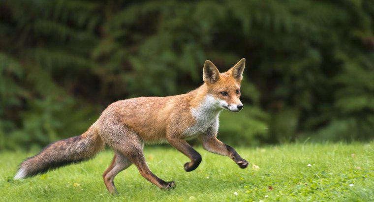 Quão rápido uma Fox pode correr?