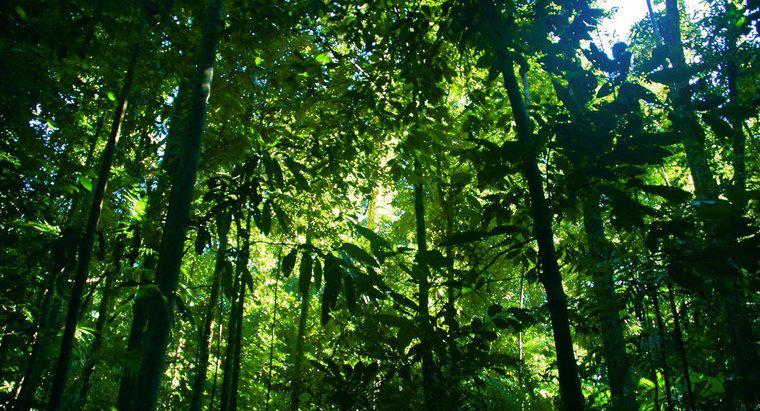 Quantas florestas tropicais ainda existem no mundo?