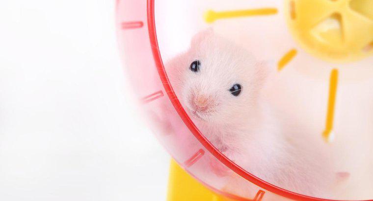 Onde posso comprar hamsters online?