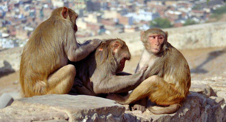 Qual é o ciclo de vida de um macaco?