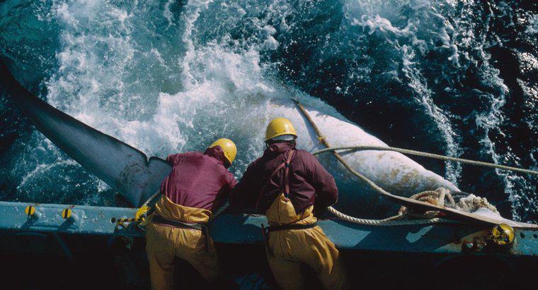 Quais são as desvantagens da caça às baleias?
