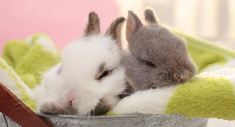 Quais são os tipos de coelhos de estimação?