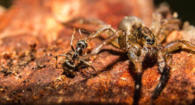 As aranhas comem formigas?