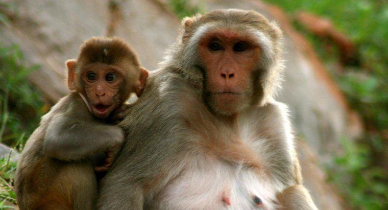Quanto tempo vive um macaco?