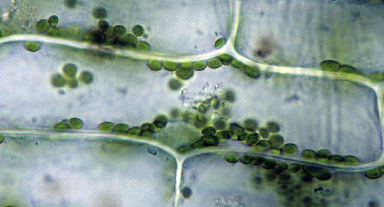 Por que os cloroplastos são verdes?