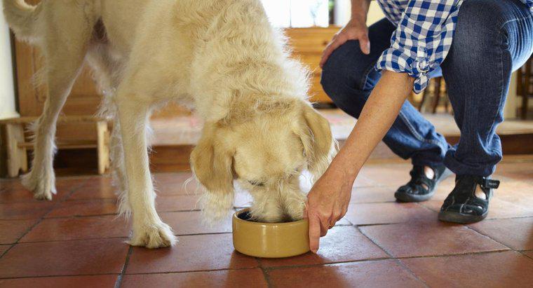Quais são algumas qualidades dos alimentos mais saudáveis ​​para cães?