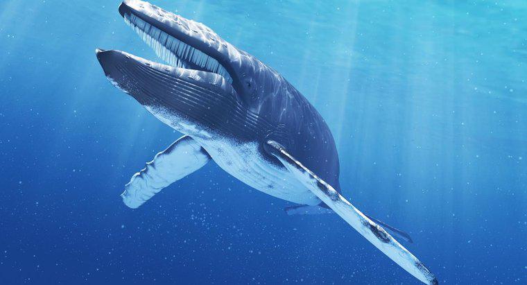 Quanto pesa a língua de uma baleia azul?