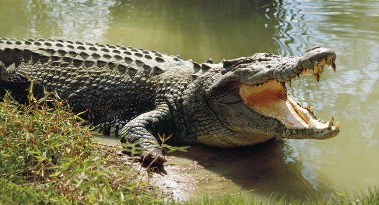 Qual é a média de vida de um crocodilo?