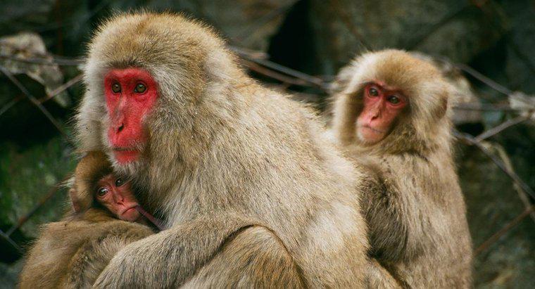 Qual é a população de macacos no planeta?