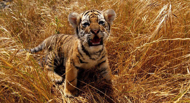 Qual é a cor dos olhos dos tigres bebês?
