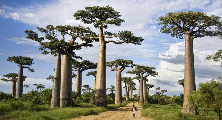 Como Madagascar ganhou seu nome?