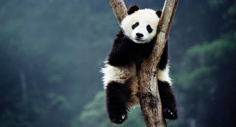 Por que os pandas gigantes estão se extinguindo?