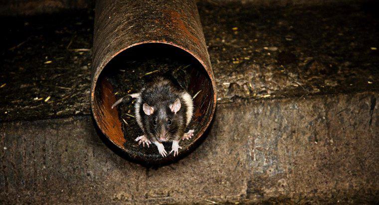 Por que os ratos são perigosos para o homem?