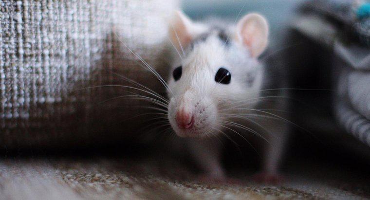 Como você deve limpar excrementos de ratos?