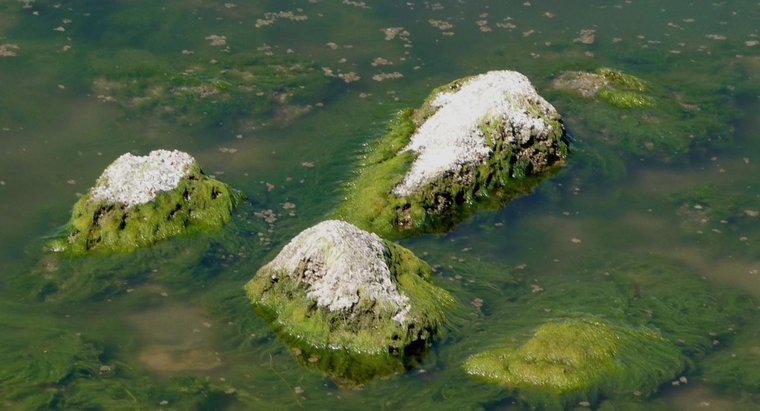Quais são as principais características das algas?