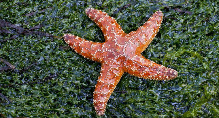 Como as estrelas do mar se movem?