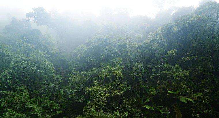 Quais são algumas características das florestas tropicais?
