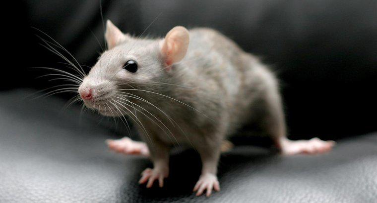Você pode matar ratos com bicarbonato de sódio?