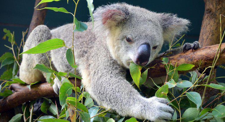 As folhas de eucalipto ficam emocionadas com os ursos de coala?