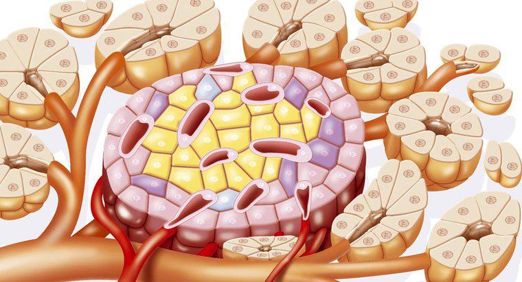 Como os sistemas digestivo e endócrino funcionam juntos?