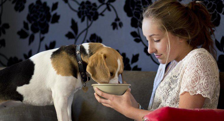 Quando você deve alimentar um cachorro após o parto?