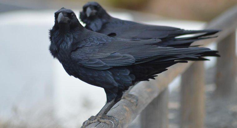 O que significa ver um corvo morto na frente de sua casa?