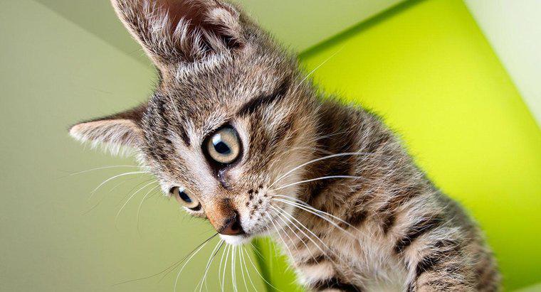 Será que um gato sem bigodes perderá o senso de equilíbrio?
