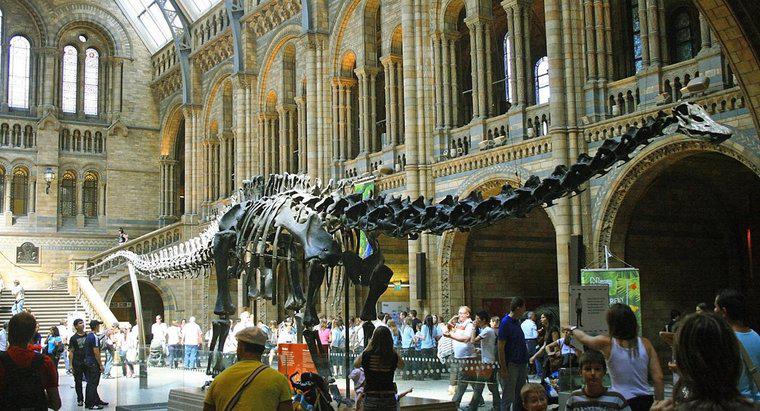 Qual foi o dinossauro mais longo?