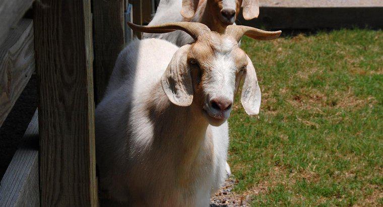 Quais são os tipos comuns de cabras no Alabama?