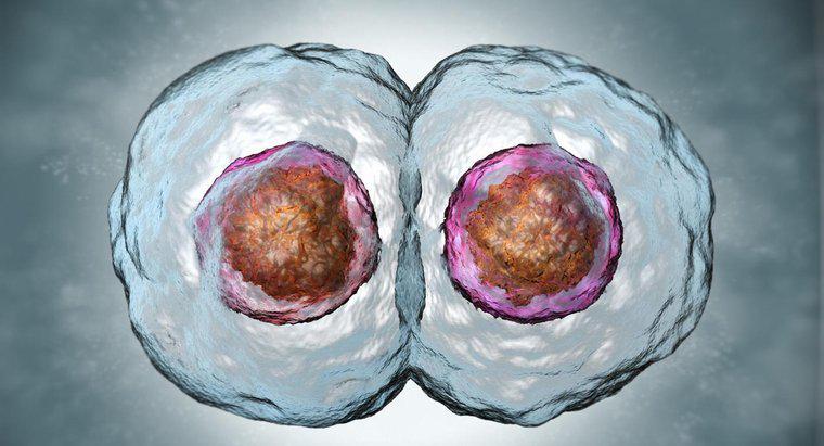 Como as células-filhas se comparam às células-mães?
