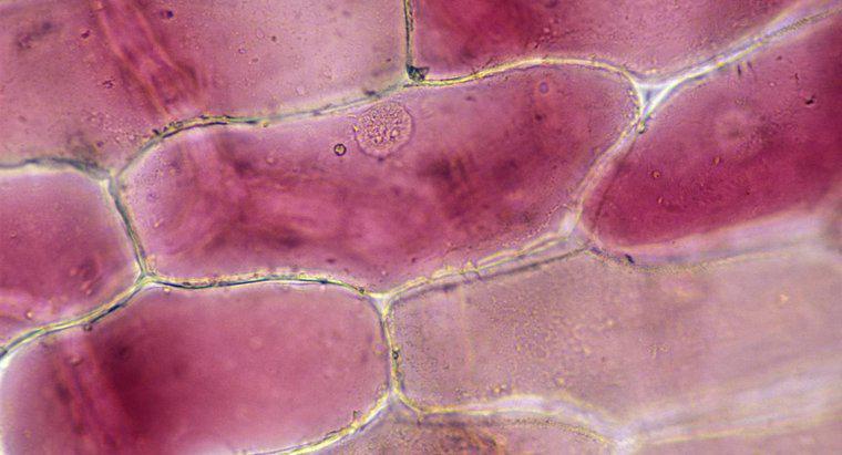 Qual o efeito do iodo nas células da cebola?