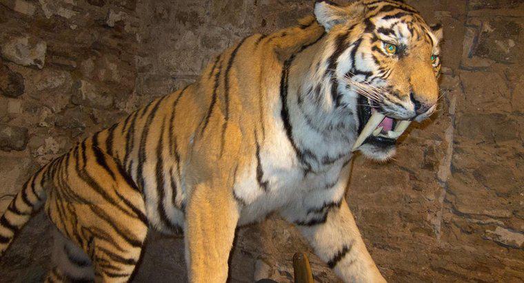 Onde vivem os tigres dente-de-sabre?