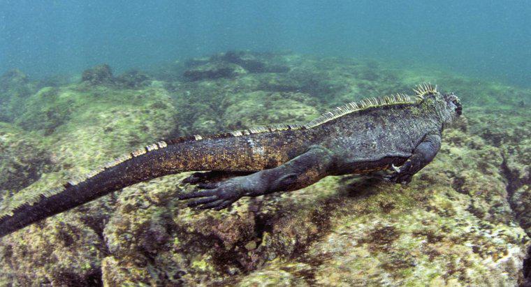 Como os iguanas marinhos removem o sal de seus corpos?