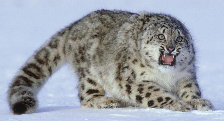Um leopardo da neve pode ser mantido como um animal de estimação?