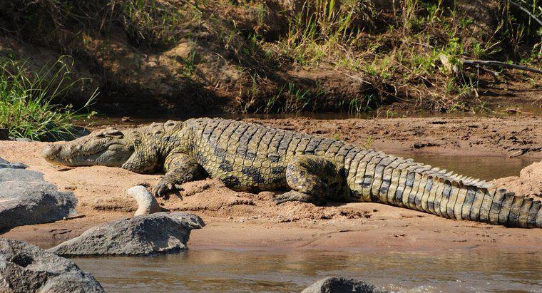 Onde vivem os crocodilos?