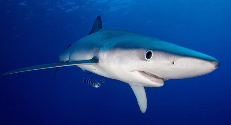 O que os tubarões representam nos sonhos?