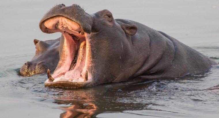 Os hipopótamos comem carne?