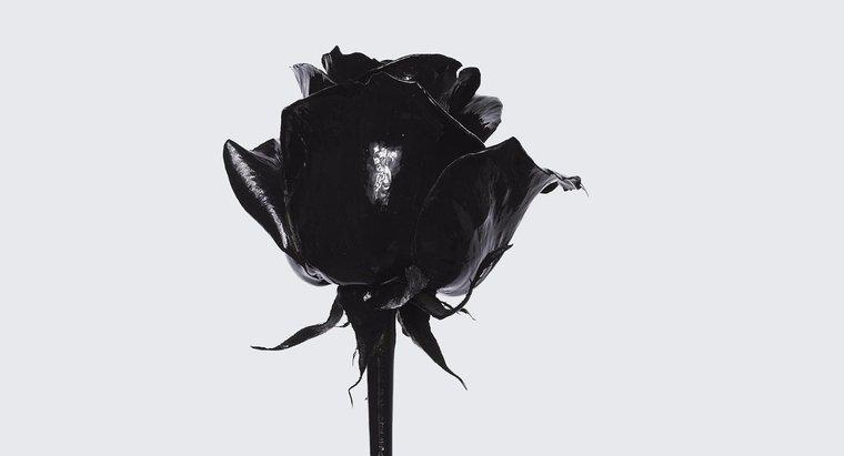 Qual é o significado de uma rosa negra?