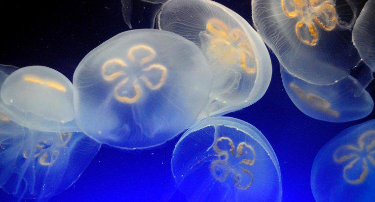 Como uma medusa se move?